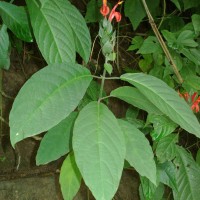 Pachystachys coccinea (Aubl.) Nees